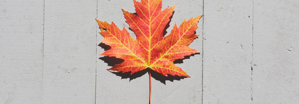 Maple Leaf