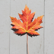 Maple Leaf