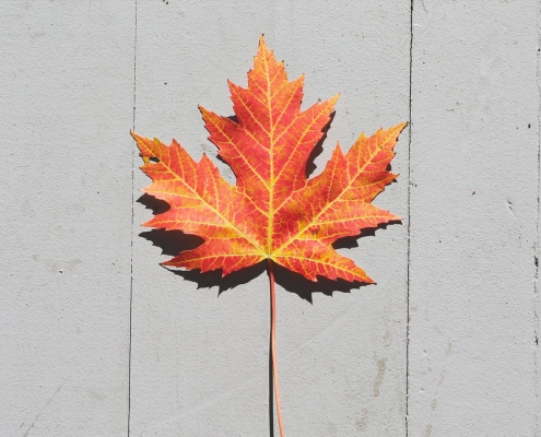 Maple Leaf